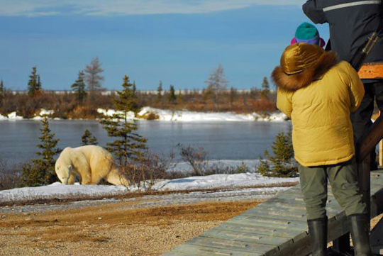Polar Bear gives us the sneaky eye outside the Lodge. Polar Bear gives us the sneaky eye outside the Lodge.