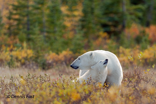 Polar bear Mom and cub at Nanuk PolarMomandCubNanuk540