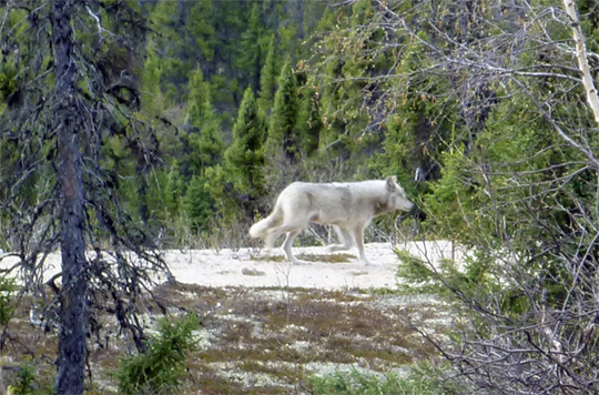 Wolf at North Knife Lake