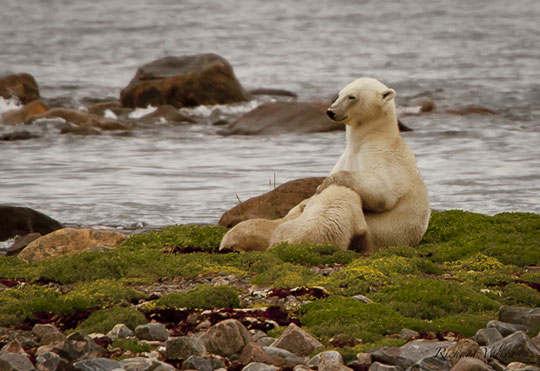 Polar bear mom with nursing cubs at Seal River Lodge. Polar bear mom with nursing cubs at Seal River Lodge.
