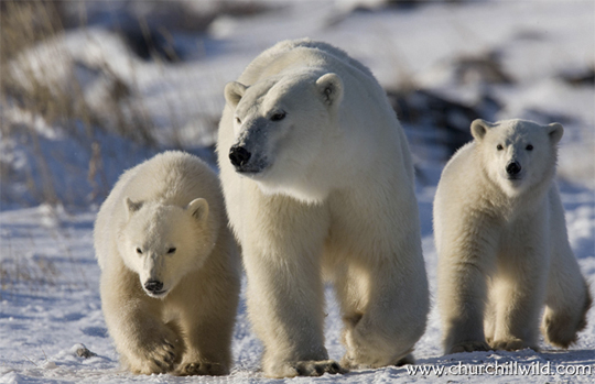 Polar Bears on the Great Ice Bear Adventure Polar Bears on the Great Ice Bear Adventure