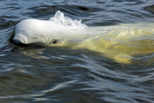 Beluga swims by in Hudson Bay Beluga swims by in Hudson Bay