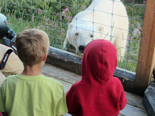 Norquay boys meet polar bear! Norquay boys meet polar bear!