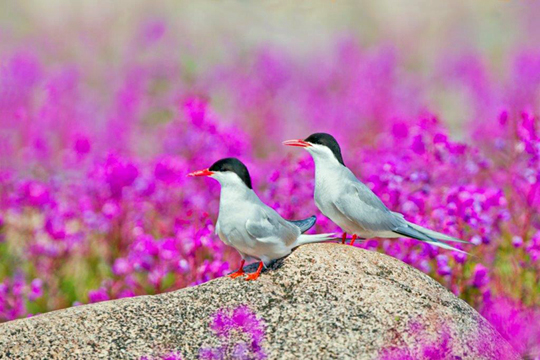 Love is in the air. Love is in the air.