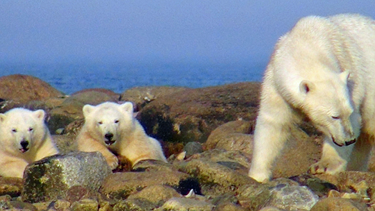 Mom & Cubs at Seal River Mom & Cubs at Seal River