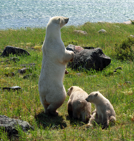 Polar bear Mom on the lookout with cubs at Seal River. Polar bear Mom on the lookout with cubs at Seal River.