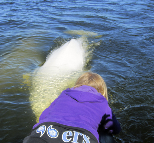 Getting friendly with the Belugas! Getting friendly with the Belugas!