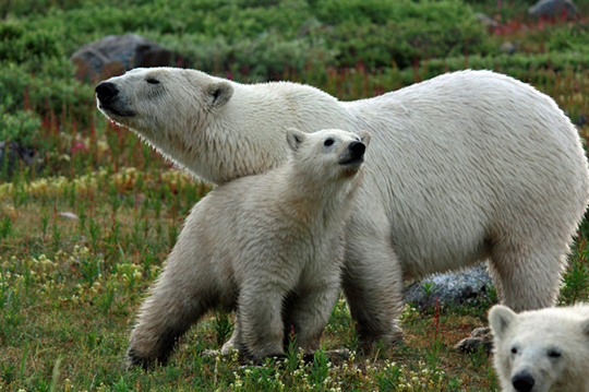 Polar bear mom and cub posing for camera. Polar bear mom and cub posing for camera.
