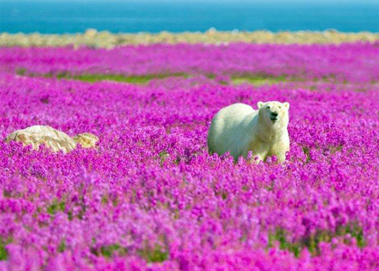 Fireweed! Fireweed!