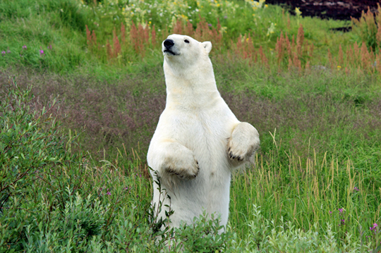 Polar bear standing at Seal River Polar bear standing at Seal River