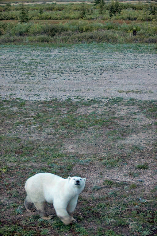 Polar bear and black bear together at Nanuk Polar Bear Lodge Polar bear and black bear together at Nanuk Polar Bear Lodge