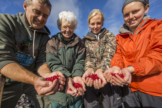 Additional cranberry pickers are always welcome! From L to R, Mike Reimer, Helen Webber, Krysten Martens, Karli Reimer. Additional cranberry pickers are always welcome! From L to R, Mike Reimer, Helen Webber, Krysten Martens, Karli Reimer.