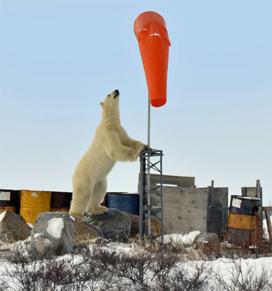 Polar bear says I know you're in there to windsock at Seal River Lodge. Polar bear says, "I know you're in there." to windsock at Seal River Lodge.