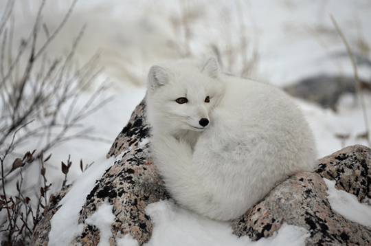 Relaxed but intense gaze from Arctic Fox at Seal River Lodge. Relaxed but intense gaze from Arctic Fox at Seal River Lodge.