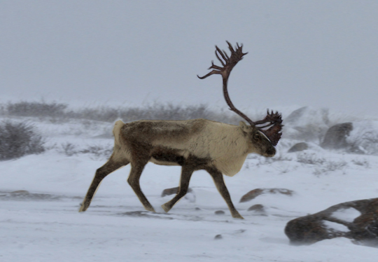 Caribou running windy cold! Caribou running windy cold!
