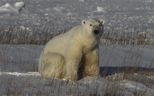Forever watchful polar bear, Churchill, Manitoba. Forever watchful polar bear, Churchill, Manitoba.