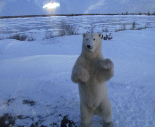 Polar bear standing at Dymond Lake Lodge, Great Ice Bear Adventure. Polar bear standing at Dymond Lake Lodge, Great Ice Bear Adventure.