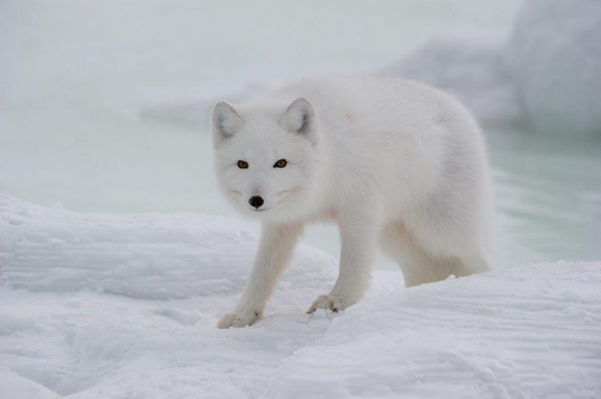 Arctic foxes have been seen in abundance this year Arctic foxes have been seen in abundance this year