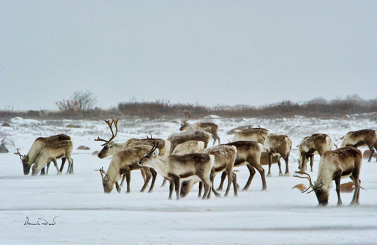 Qamanirjuaq caribou herd stops by for lunch. Dennis Fast photo. Qamanirjuaq caribou herd stops by for lunch. Dennis Fast photo.