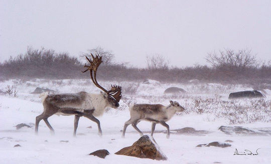 Qamanirjuaq caribou. Out for a stroll at Seal River Lodge. Dennis Fast photo. Qamanirjuaq caribou. Out for a stroll at Seal River Lodge. Dennis Fast photo.