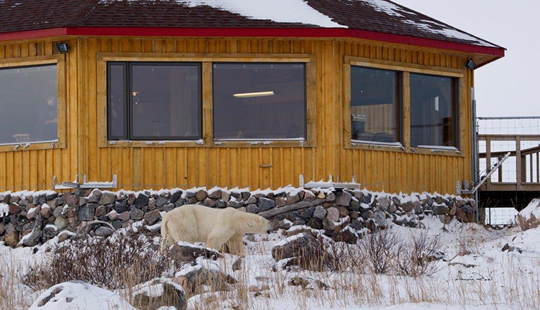 Hmm... no seals here Polar bear outside Seal River Lodge