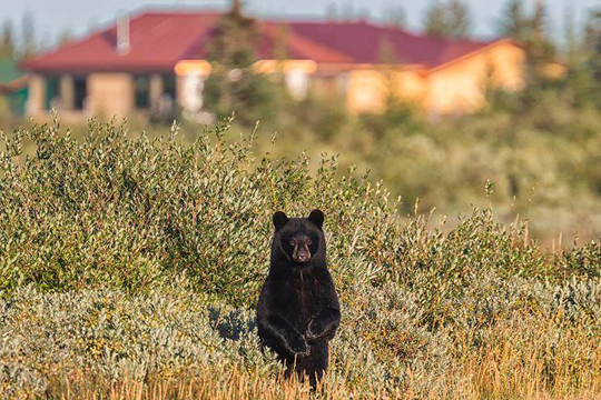 Curious black bear pops up at Nanuk Polar Bear Lodge. Curious black bear at Nanuck Polar Bear Lodge.