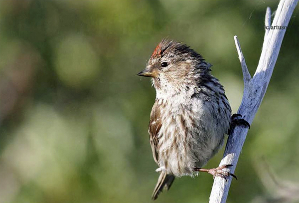 Common Redpoll Nanuk Polar Bear Lodge Common Redpoll Nanuk Polar Bear Lodge