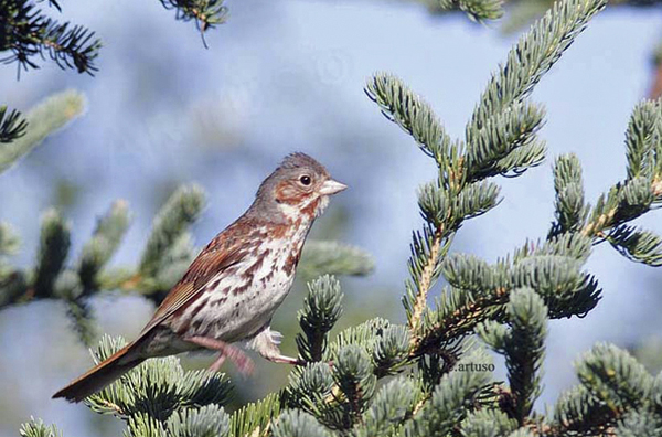 Fox Sparrow Nanuk Polar Bear Lodge Fox Sparrow Nanuk Polar Bear Lodge