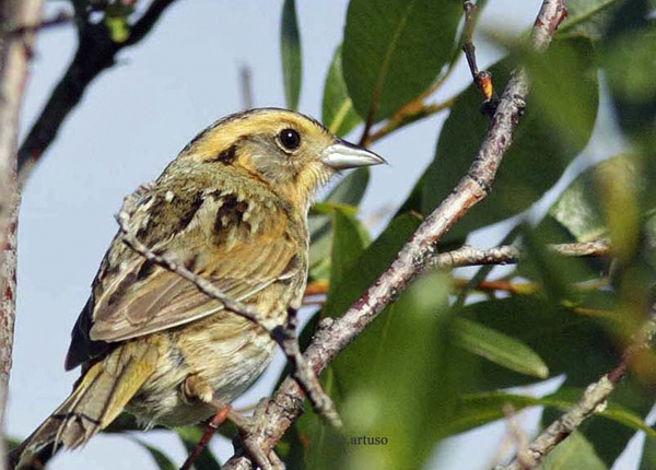 Nelson's Sparrow Nanuk Polar Bear Lodge Nelson's Sparrow Nanuk Polar Bear Lodge