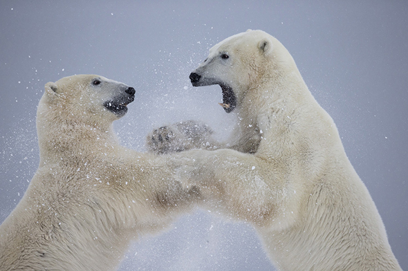 Polar bears sparring at Seal River Heritage Lodge Polar bears sparring at Seal River Heritage Lodge