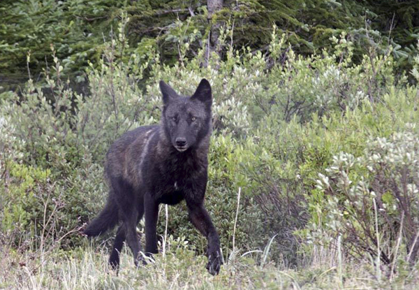 Timber Wolf at Nanuk Polar Bear Lodge Timber Wolf at Nanuk Polar Bear Lodge
