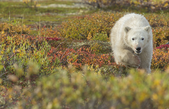 Polar bear cub at Nanuk Polar Bear Lodge - Robert Postma photo Polar bear cub at Nanuk Polar Bear Lodge - Robert Postma photo