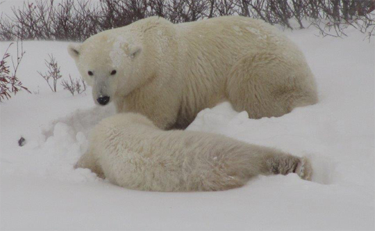 Polar bears at Dymond Lake Lodge. Polar bears at Dymond Lake Lodge.