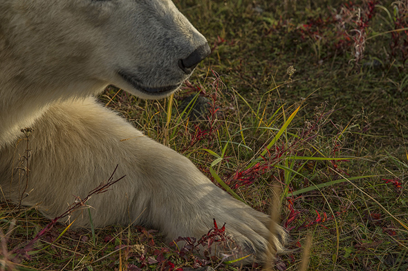 Polar bear paw closeup Polar bear paw closeup