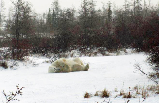 First polar bear on Great Ice Bear Adventure, Dymond Lake Lodge, Manitoba, Canada. First polar bear on Great Ice Bear Adventure, Dymond Lake Lodge, Manitoba, Canada.
