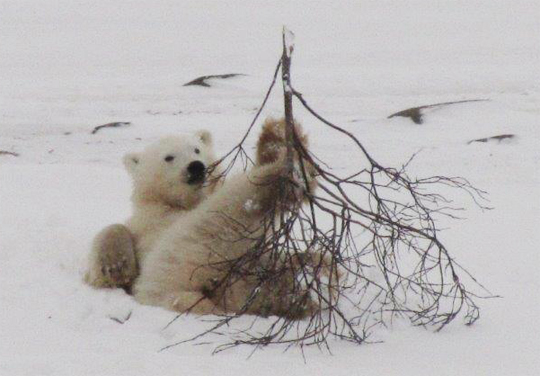Polar bear leisure activities. Polar bear leisure activities.