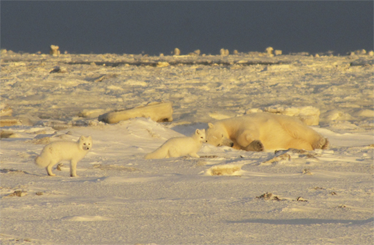 Arctic foxes getting ready to wake up a sleeping giant polar bear at Dymond Lake. Arctic foxes getting ready to wake up a sleeping giant polar bear at Dymond Lake.