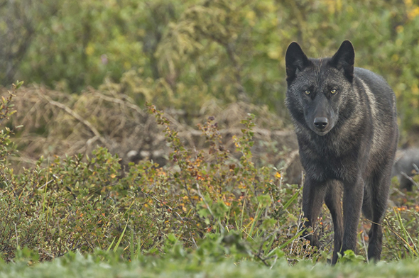 Wolf at Nanuk Polar Bear Lodge - Photo Credit: Robert Postma Wolf at Nanuk Polar Bear Lodge - Photo Credit: Robert Postma