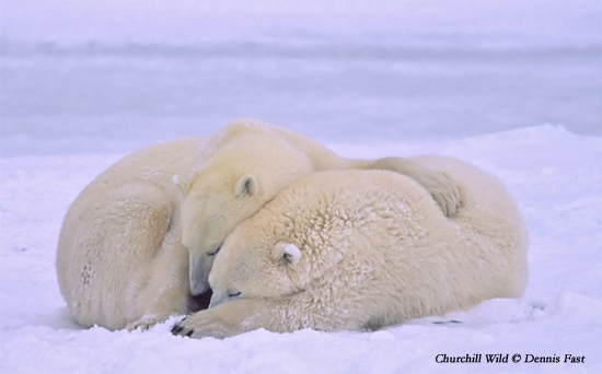 Polar bears relaxing north of Churchill at Seal River Heritage Lodge after sparring. Dennis Fast photo. Polar bears relaxing north of Churchill at Seal River Heritage Lodge after sparring. Dennis Fast photo.