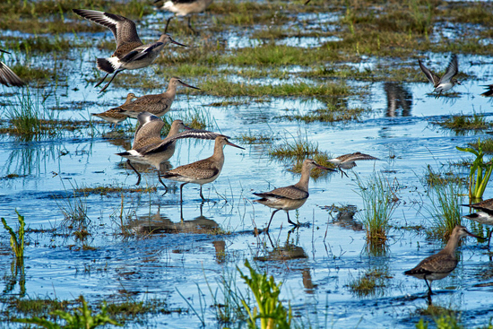 Godwits at Nanuk Polar Bear Lodge. Jo Eland Photo. Godwits at Nanuk Polar Bear Lodge. Jo Eland Photo.
