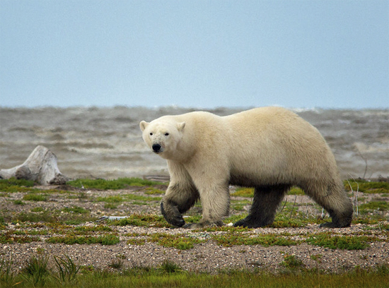 Polar bear walks the Hudson bay coast at Nanuk Polar Bear Lodge. Jo Eland photo. Polar bear walks the Hudson bay coast at Nanuk Polar Bear Lodge. Jo Eland photo.