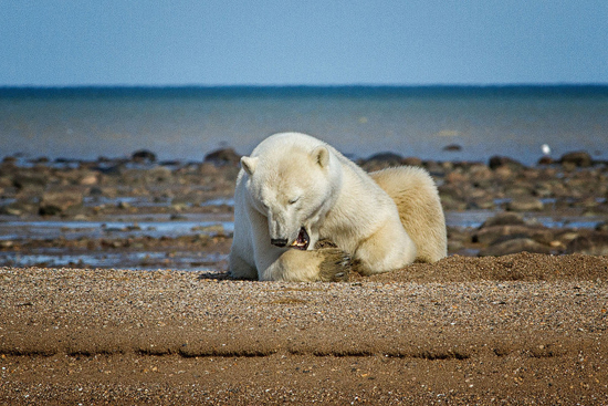 Polar bear relaxing on a gravel bar at Nanuk. Jo Eland photo. Polar bear relaxing on a gravel bar at Nanuk. Jo Eland photo.