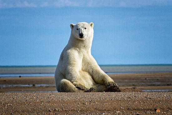 Polar bear sitting on gravel bar at Nanuk Polar Bear Lodge. Jo Eland photo. Polar bear sitting on gravel bar at Nanuk Polar Bear Lodge. Jo Eland photo.