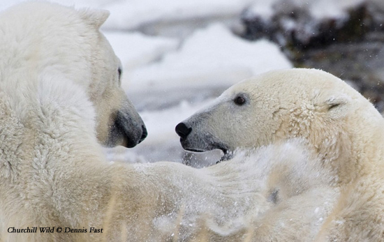 Polar bears wrestling eye-to-eye on the sea ice at Seal River. Dennis Fast photo. Polar bears wrestling eye-to-eye on the sea ice at Seal River. Dennis Fast photo.