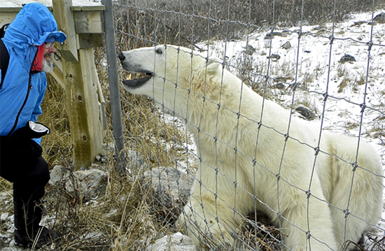 Bob the writer meets Bob the polar bear at Seal River Heritage Lodge Bob the writer meets Bob the polar bear at Seal River Heritage Lodge