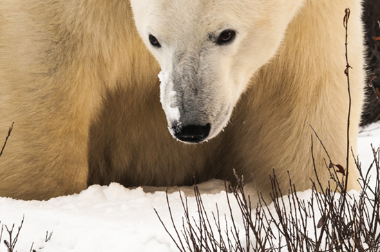 Polar bears that get too close are often housed before being relocated. Photo courtesy of Bob Wendt. Polar bears that get too close are often housed before being relocated. Photo courtesy of Bob Wendt.