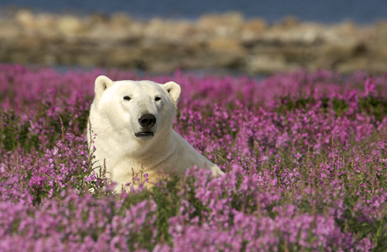 Polar bear in fireweed near Seal River Heritage Lodge. Polar bear in fireweed near Seal River Heritage Lodge.