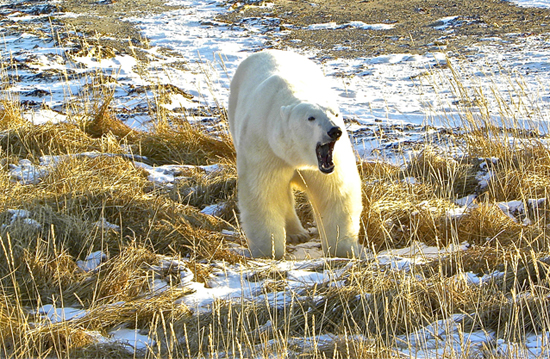 Polar bear at Seal River - Bob Jenkins photo Polar bear at Seal River - Bob Jenkins photo