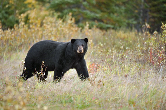 Black Bear at Nanuk Polar Bear Lodge Black Bear at Nanuk Polar Bear Lodge