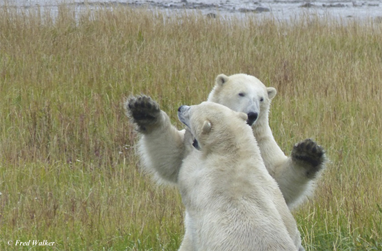 Young polar bears sparring. What a treat! Fred Walker photo. Young polar bears sparring. What a treat! Fred Walker photo.